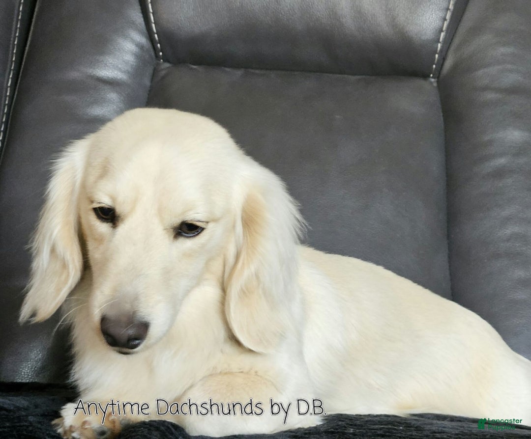 Dachshund dogs for sale: Shortcake - Image 6