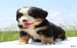 Bernese Mountain Dog dogs for sale: Winston - Image 5