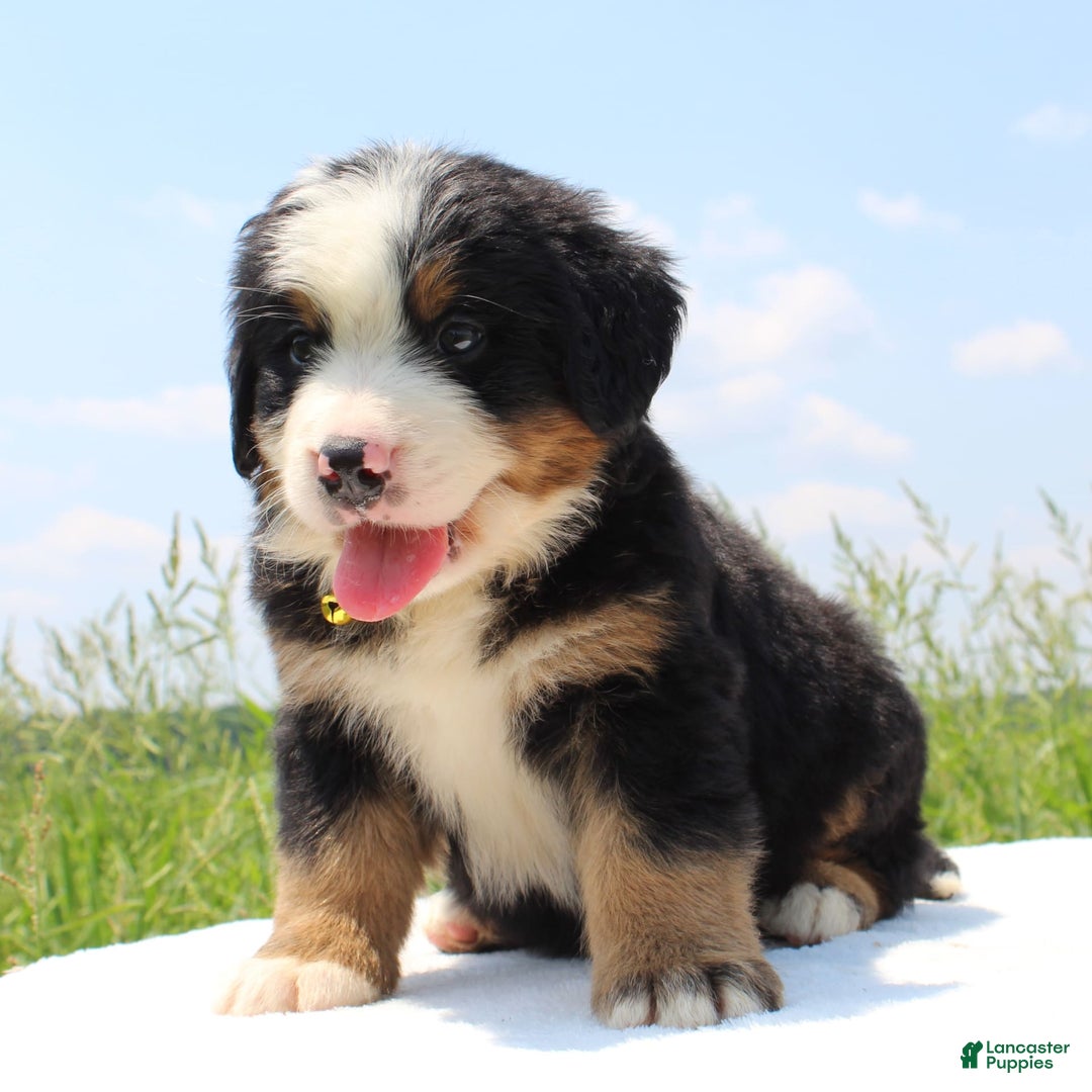 Bernese Mountain Dog dogs for sale: Winston - Image 5