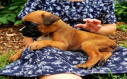Boxer dogs for sale: Zody - Image 1