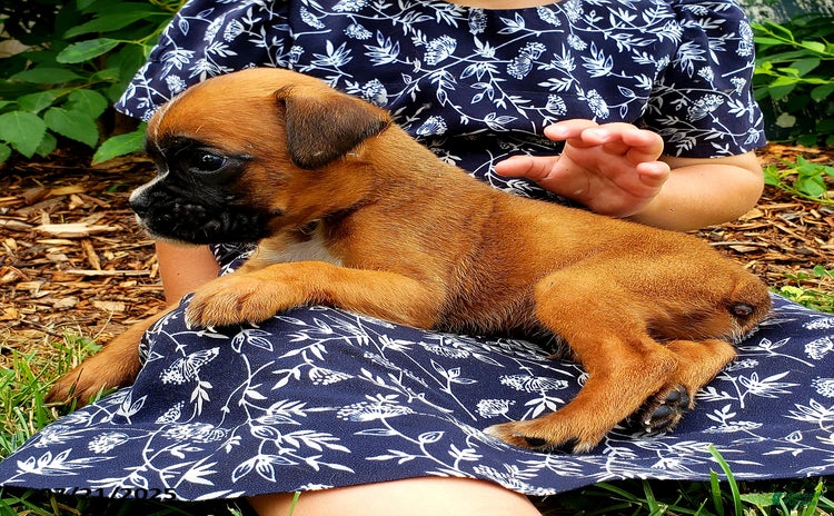 Boxer dogs for sale - Ad 1