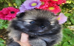 Pomeranian dogs for sale: Sushi - Image 6