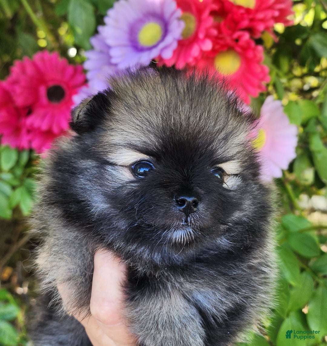 Pomeranian dogs for sale: Sushi - Image 6