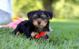 Morkie dogs for sale: Charlie - Image 5