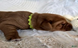 Labrador Retriever dogs for sale: Girl 4 - Image 2