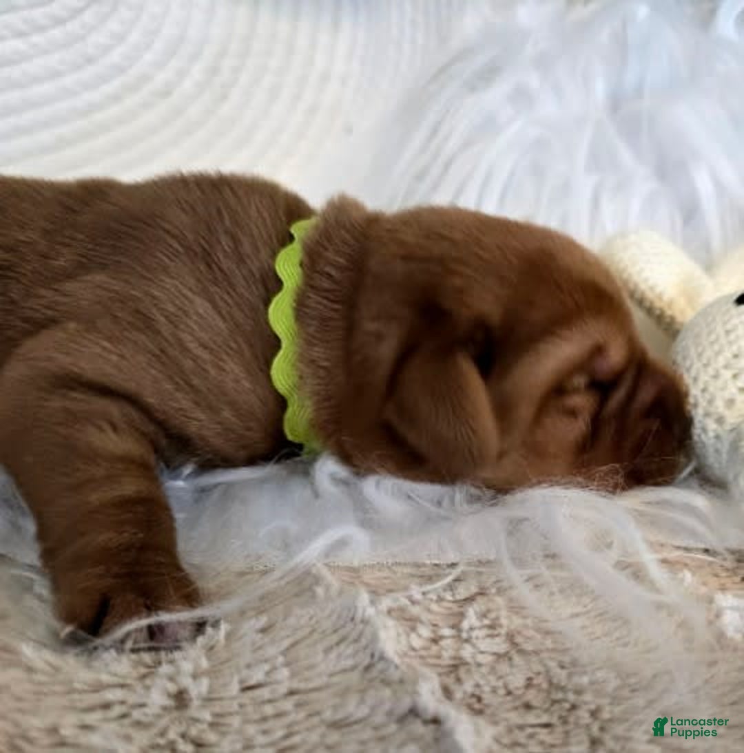 Labrador Retriever dogs for sale: Girl 4 - Image 2