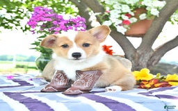 Welsh Corgi Pembroke dogs for sale: Hope - Image 5