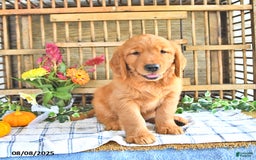 Golden Retriever dogs for sale: Golden Retriever 11 puppies - Image 18