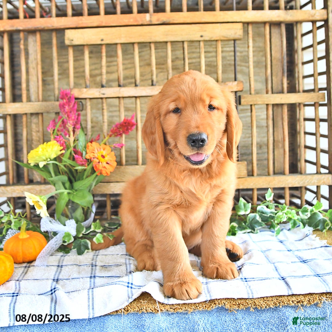 Golden Retriever dogs for sale: Golden Retriever 11 puppies - Image 18