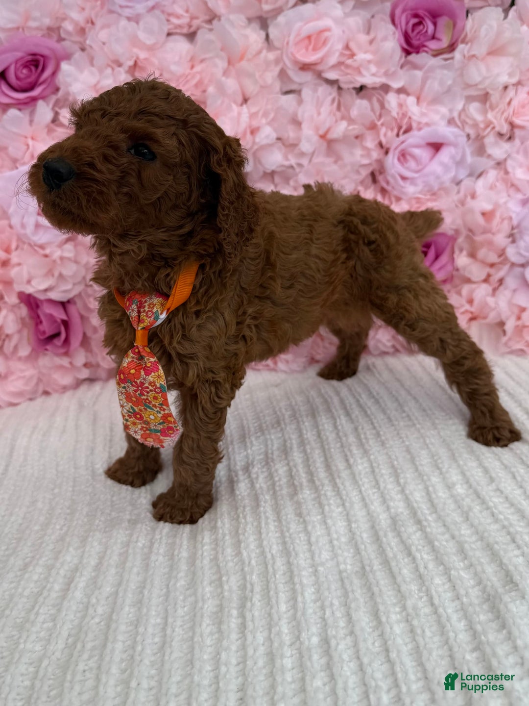 Standard Poodle dogs for sale: Leo AKC - Image 2