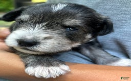 Miniature Schnauzer dogs for sale: Dash - Image 7