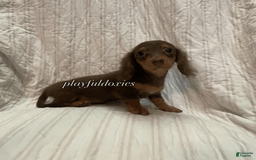 Dachshund dogs for sale: Tiny Girl Cecelia - Image 2