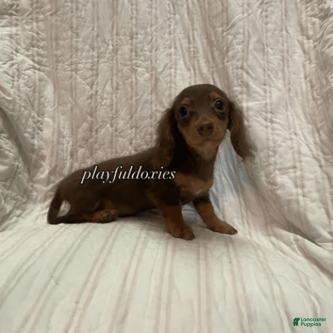 Dachshund dogs for sale: Tiny Girl Cecelia - Image 2