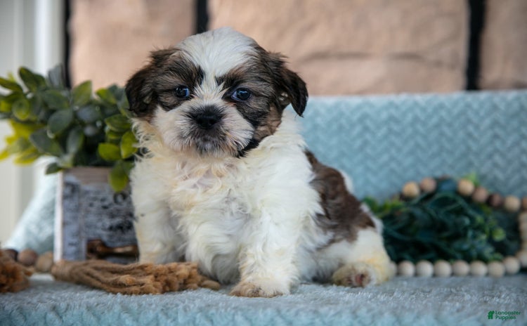 Shih Tzu dogs for sale - Ad 4