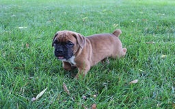 Boxer dogs for sale: River - Image 2