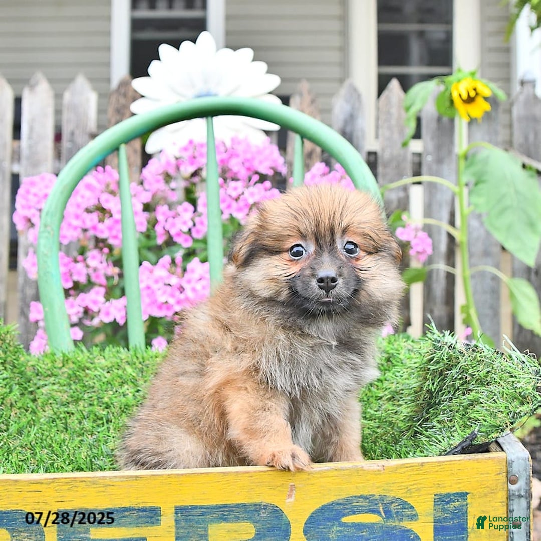 Pomeranian dogs for sale: Farra - Image 8