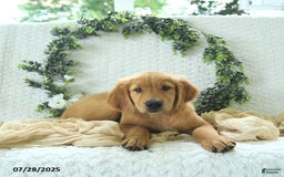 Golden Retriever dogs for sale: Abram - Image 13