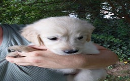 Golden Retriever dogs for sale: Picasso - Image 17