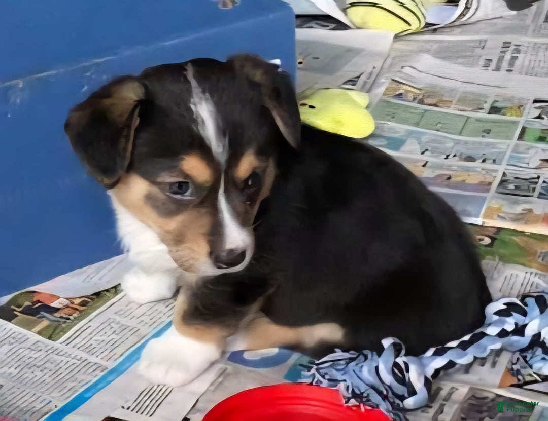 Welsh Corgi Pembroke dogs for sale: Speedy - Image 2