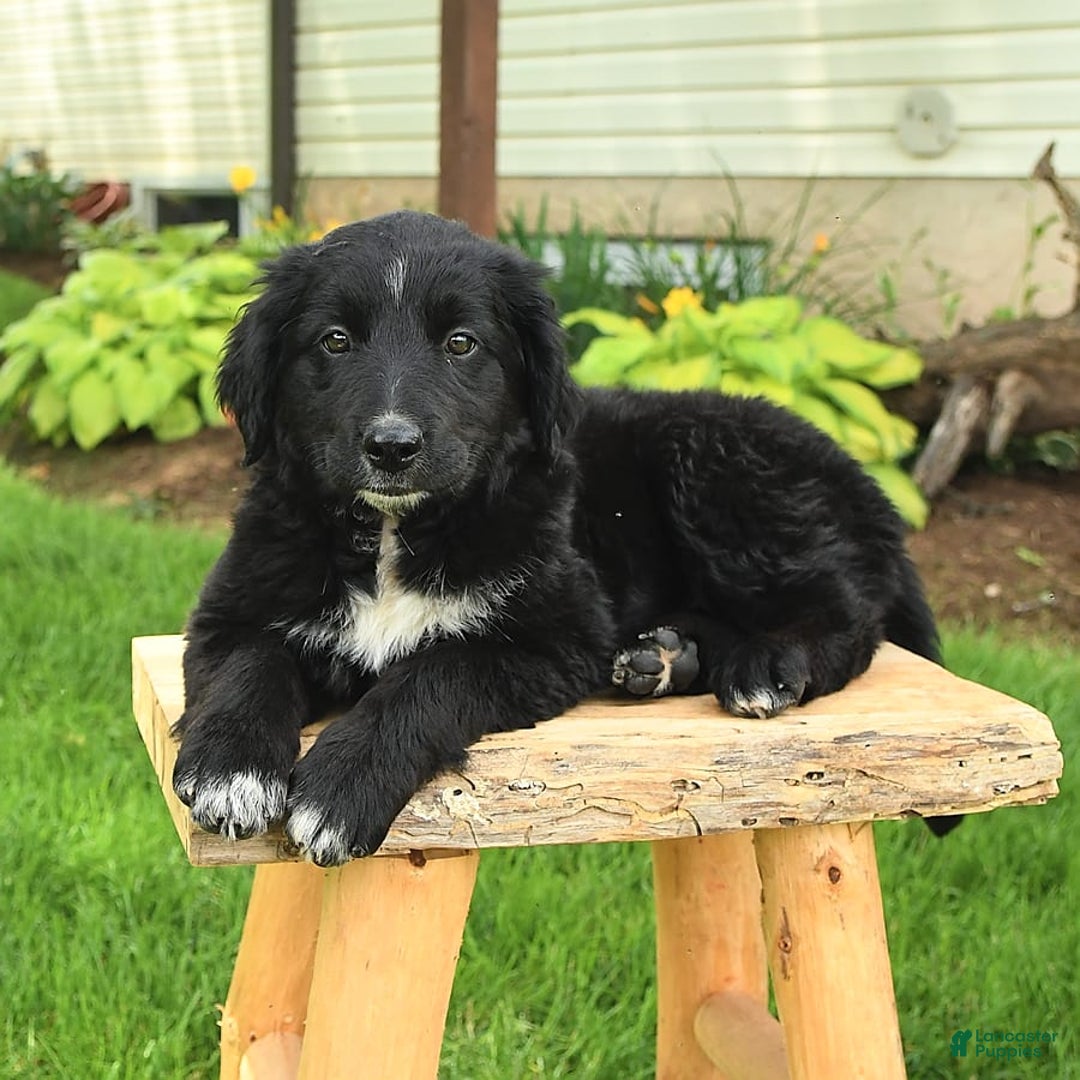 Australian Shepherd dogs for sale: Brandy - Image 18