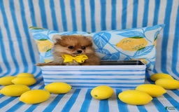 Pomeranian dogs for sale: Alvin - Image 3