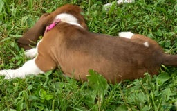 Basset Hound dogs for sale: Sheriff - Image 4