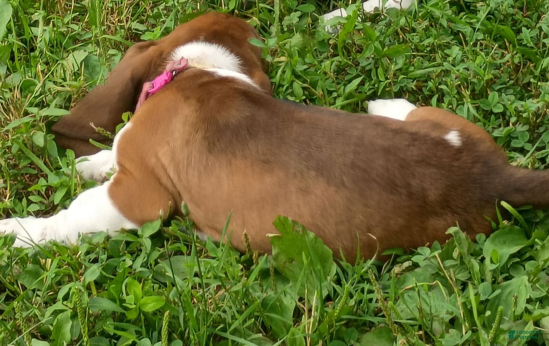 Basset Hound dogs for sale: Sheriff - Image 4