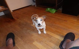 Jack Russell Terrier dogs for sale: Foster - Image 22