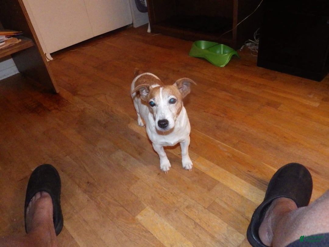 Jack Russell Terrier dogs for sale: Foster - Image 22