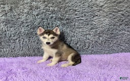 Siberian Husky dogs for sale: Lexy - Image 1