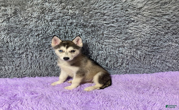 Siberian Husky dogs for sale - Ad 4