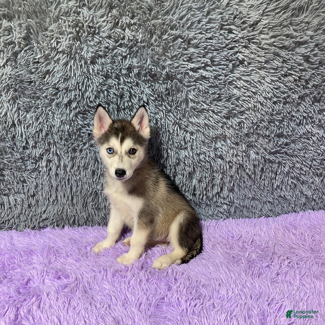 Siberian Husky dogs for sale: Lexy - Image 1
