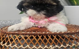 Shih Tzu dogs for sale: Tiny Tiff ❤️ - Image 20