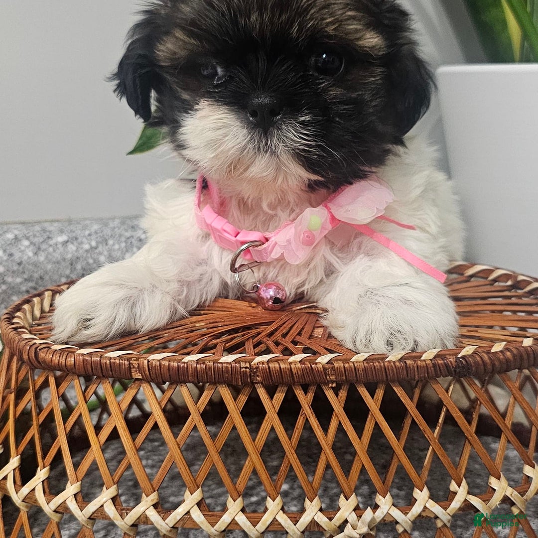 Shih Tzu dogs for sale: Tiny Tiff ❤️ - Image 20