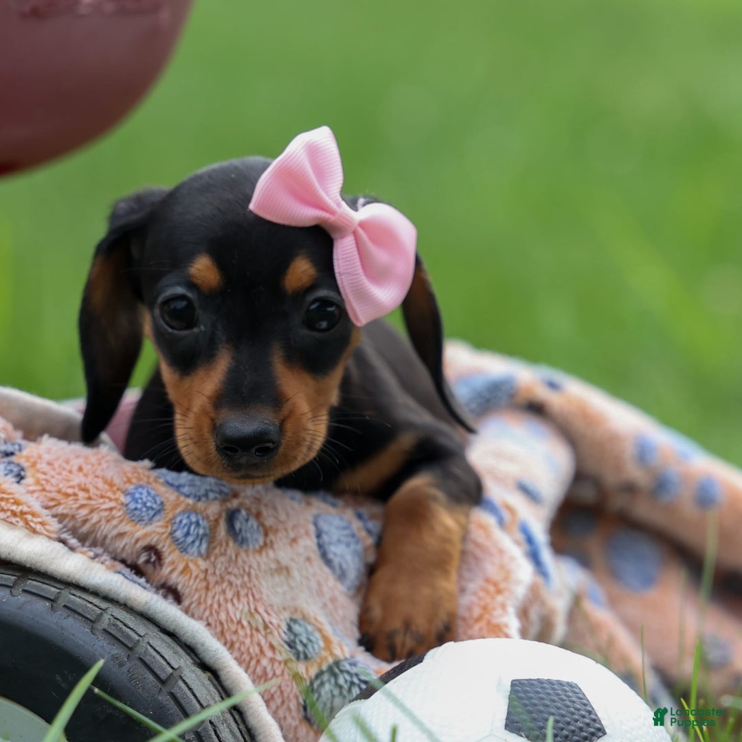 Miniature Dachshund dogs for sale: Nutella - Image 19