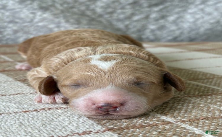 Miniature Poodle dogs for sale - Ad 3