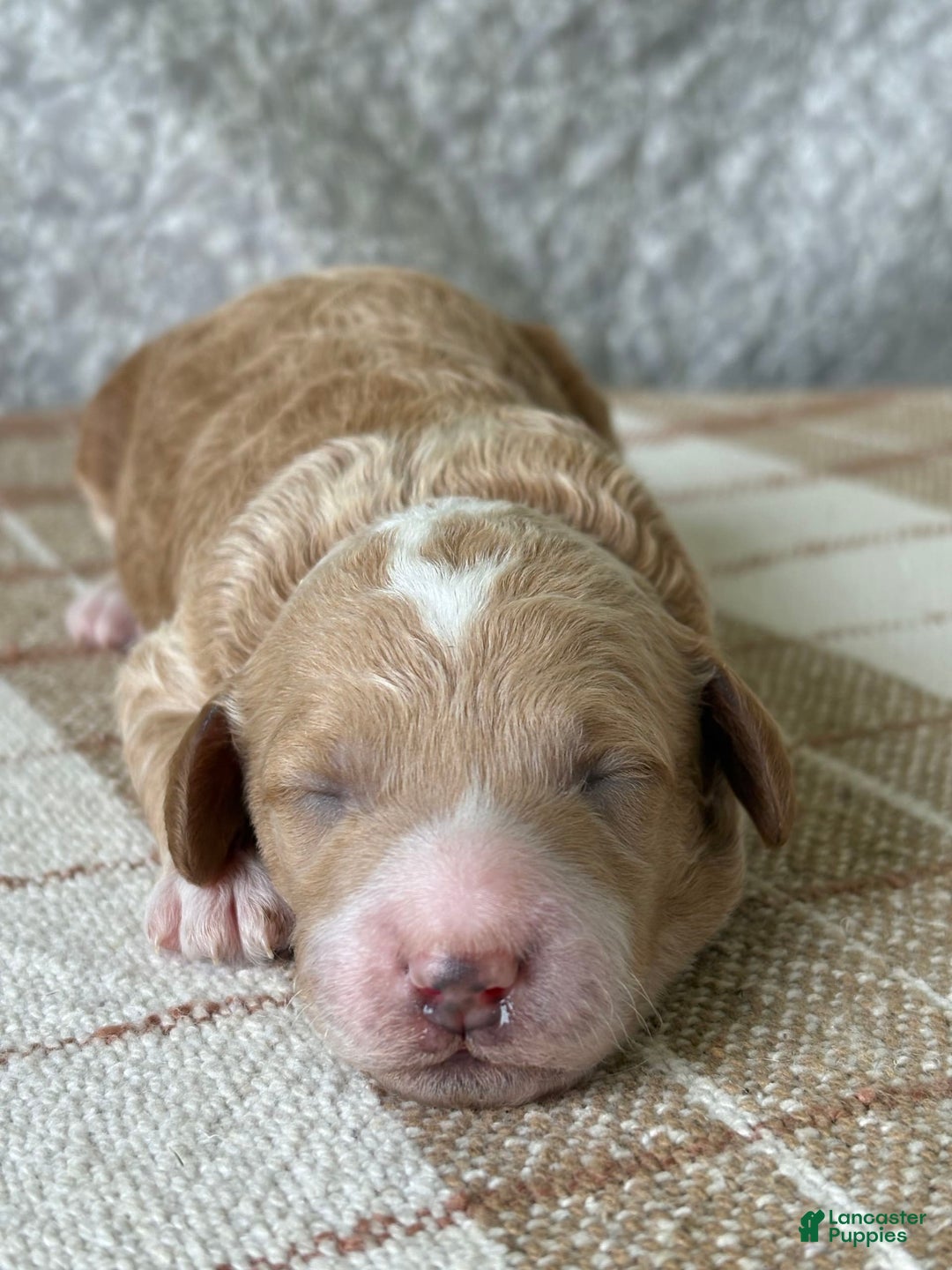 Miniature Poodle dogs for sale: Milo - Image 1
