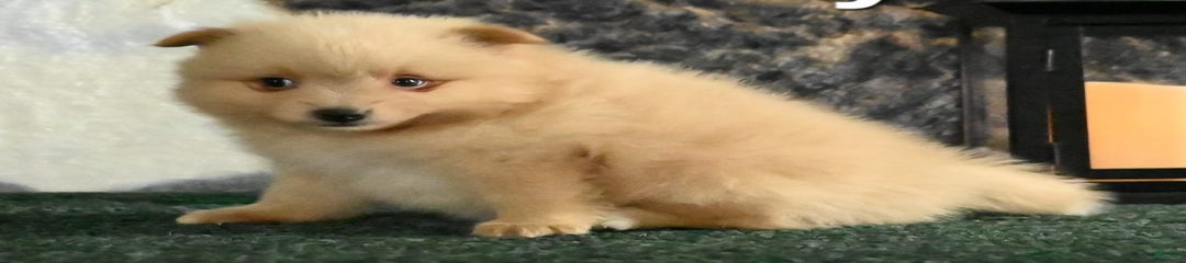 Tuffy