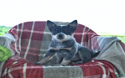 Australian Cattle Dog dogs for sale: Piper - Image 1