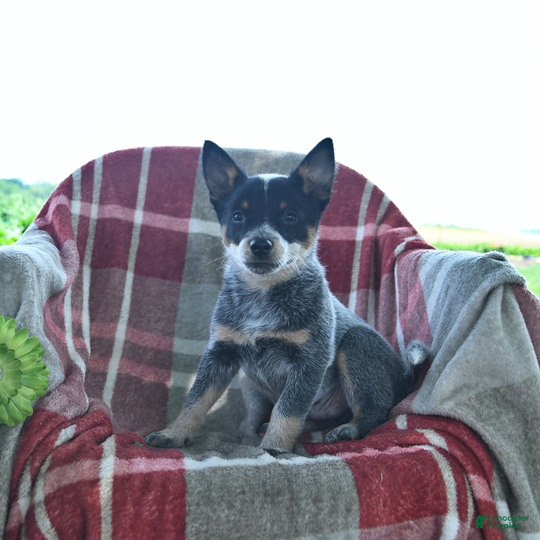 Australian Cattle Dog dogs for sale: Piper - Image 1