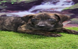 Catahoula Leopard Dog dogs for sale: Jesse 2025 Male 1 - Image 8