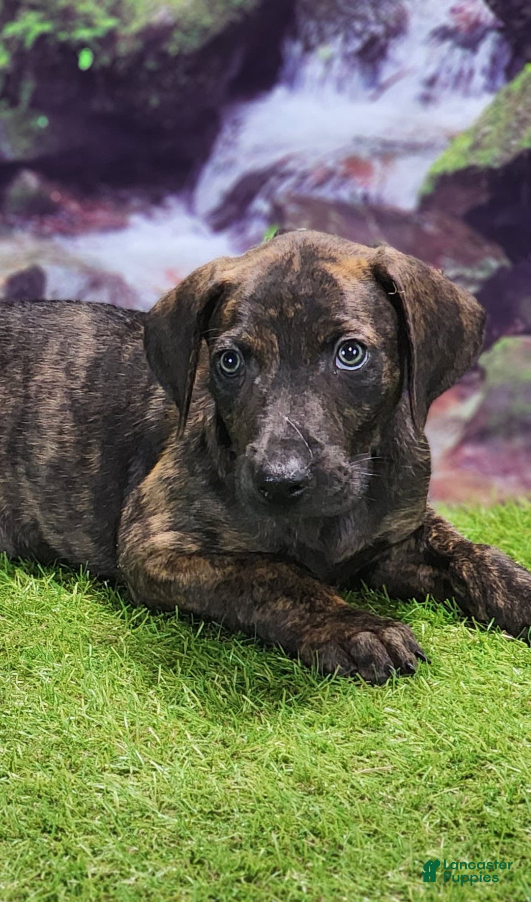 Catahoula Leopard Dog dogs for sale: Jesse 2025 Male 1 - Image 8