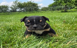 Olde English Bulldogge dogs for sale: George - Image 22