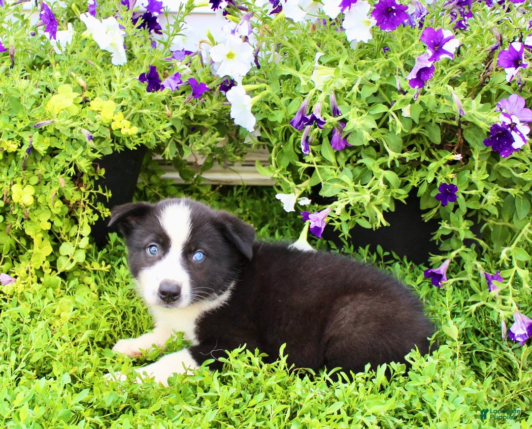 Australian Shepherd dogs for sale: Reba - Image 6