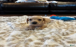 Miniature Dachshund dogs for sale: Akc Jake - Image 2