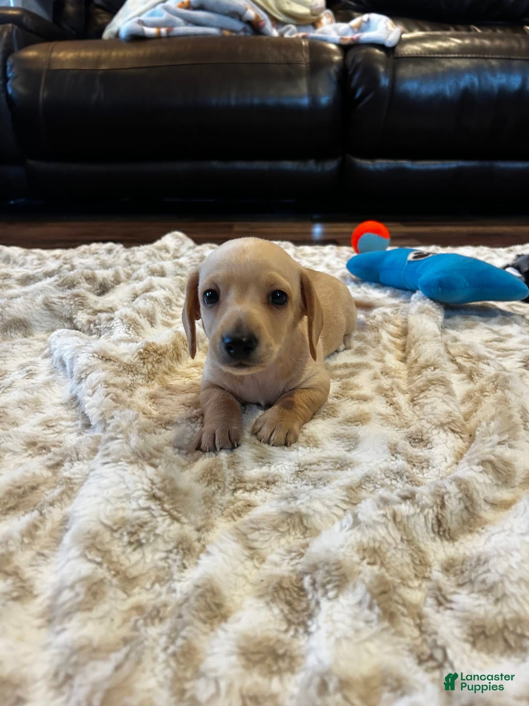 Miniature Dachshund dogs for sale: Akc Jake - Image 2