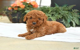 Mini Goldendoodle dogs for sale: Gulliver - Image 2