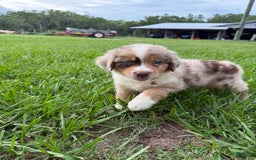 Australian Shepherd dogs for sale: L-orange - Image 2