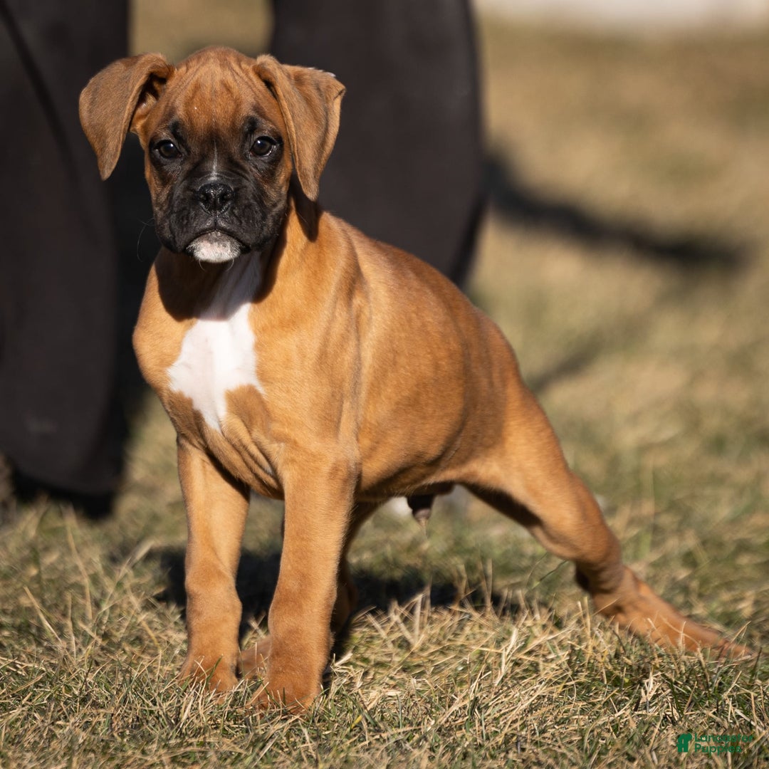 Boxer dogs for sale: Bear - Image 10