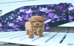 Toy Poodle dogs for sale: Timmy - Image 3
